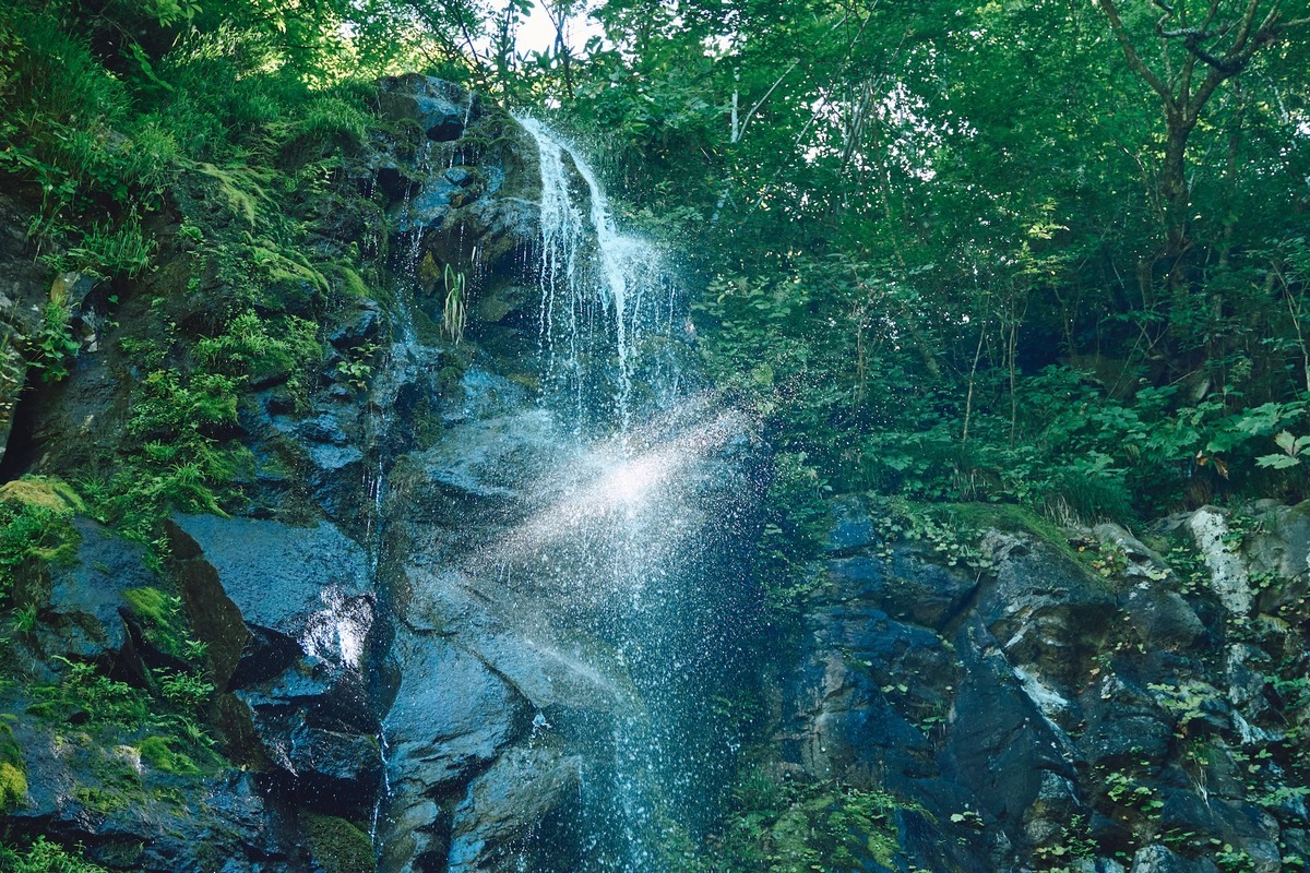 野沢温泉村の水と森が醸す酒 —ブナ林が育む水の源を訪ねて | Go